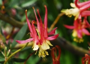 Zion Nat'l Park, Columbine